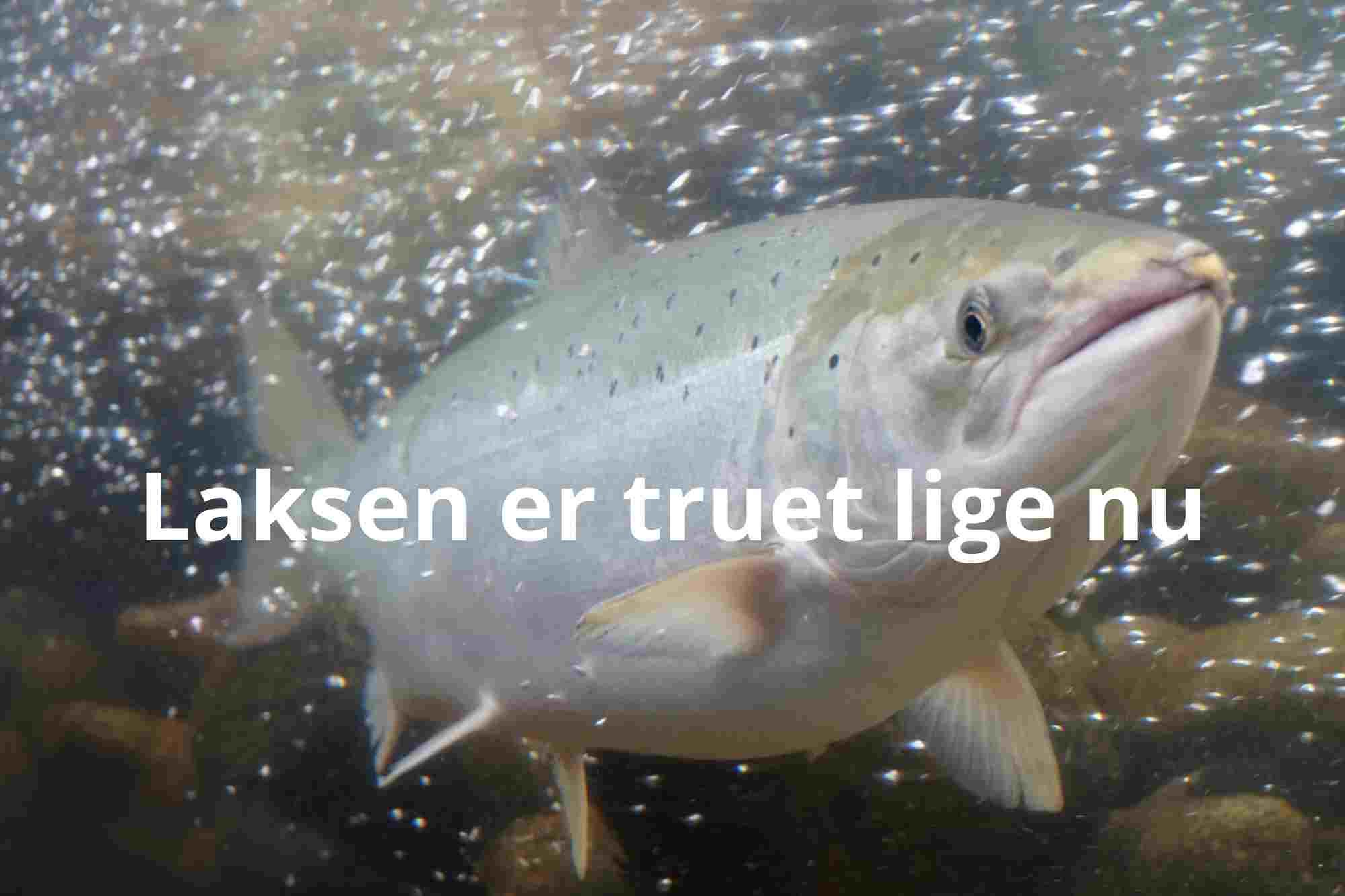 Mörrumsån i det sydlige Sverige: Her anbefales Catch & Release