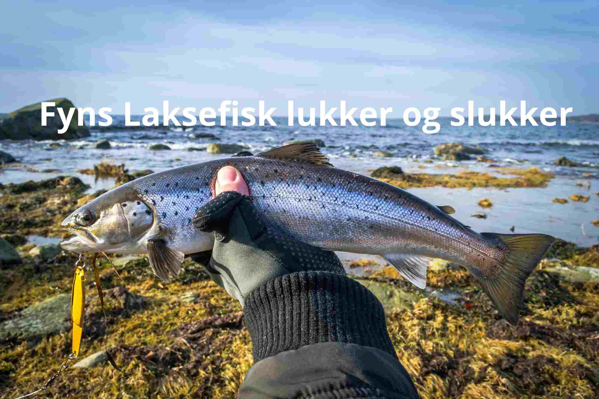 Fyns Laksefisk afvikler sine aktiviteter og lukker